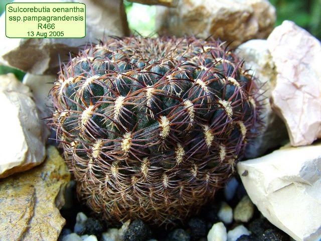 Sulcorebutia _oenantha _ssp. pampagrandensis _R466 _01